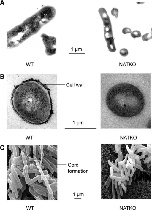 Morphology and ultrastructure of individual M. bovis BC | Open-i