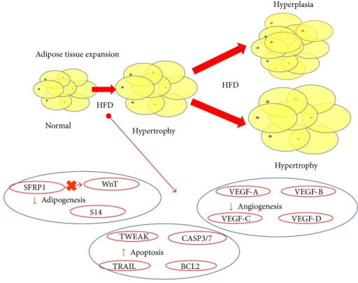 The Adipose Tissue Expansion Is Produced Via Hypertroph Open I
