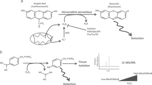 Detection Of Mitochondrial H2O2 With Amplex Red And Mit | Open-i