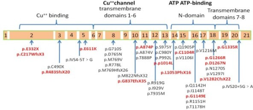 Schematic Representation Of ATP7B Mutations Detected In | Open-i