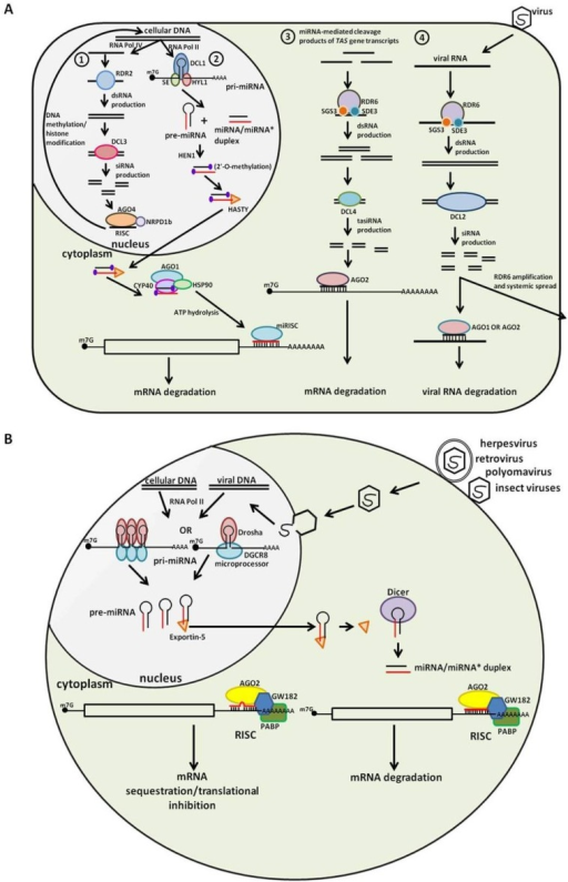 Endogenous small RNA pathways involved in host defense | Open-i