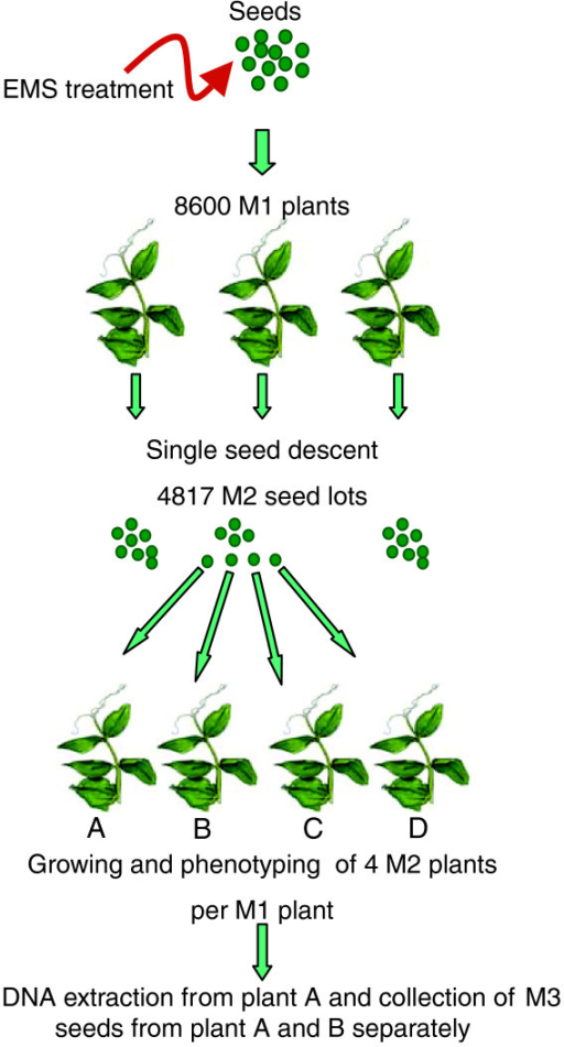 Establishment Of Pea EMS Mutant Library. Caméor Seeds | Open-i