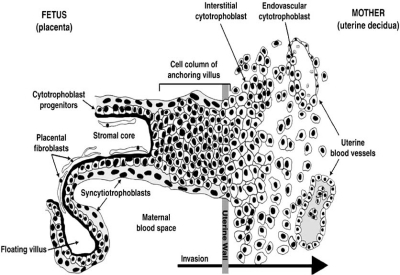 The different cell types at the fetal-maternal interfac | Open-i