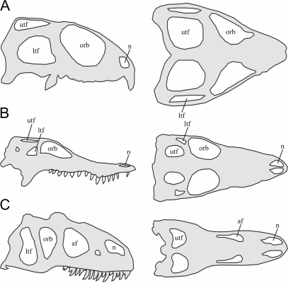 The diapsid skull form.Simplified schematic lateral and | Open-i