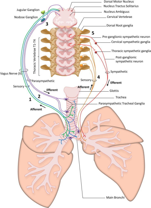 schematic-representation-of-airway-innervation-the-air-open-i