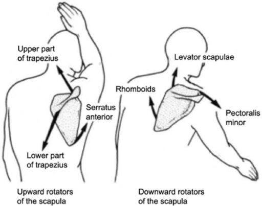 Coordination motion of scapula with shoulder anteflexio | Open-i