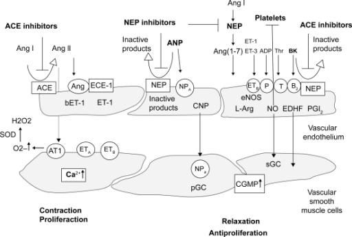 Endothelium-derived vasoactive substances. Various bloo | Open-i