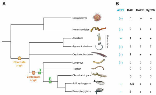 Deuterostome Phylogeny And Components Of The Ra Signali Open I 5761