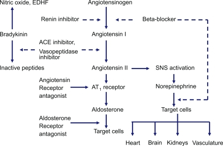 renin angiotensin aldosterone system action drugs block site bradykinin nervous ace enzyme converting different ii vhrm diagram related sns open