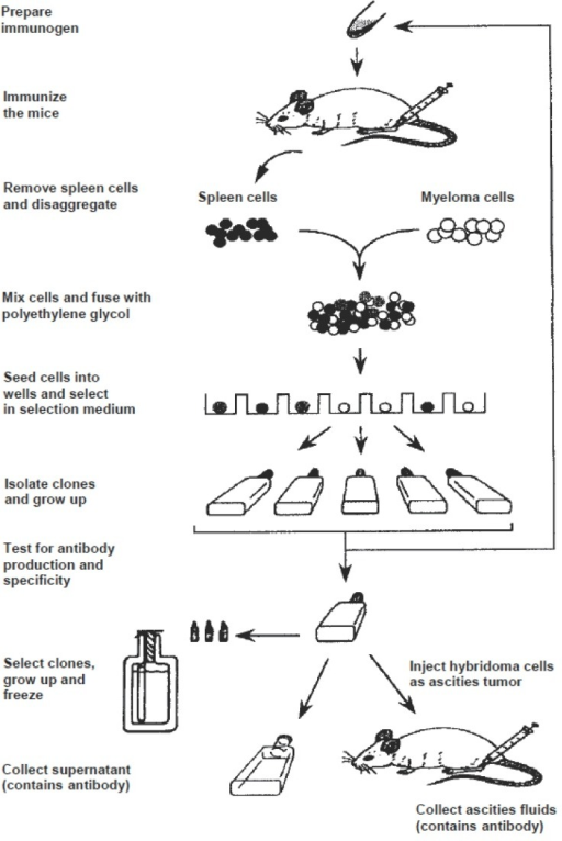 Schematic diagram for production of monoclonal antibodi | Open-i