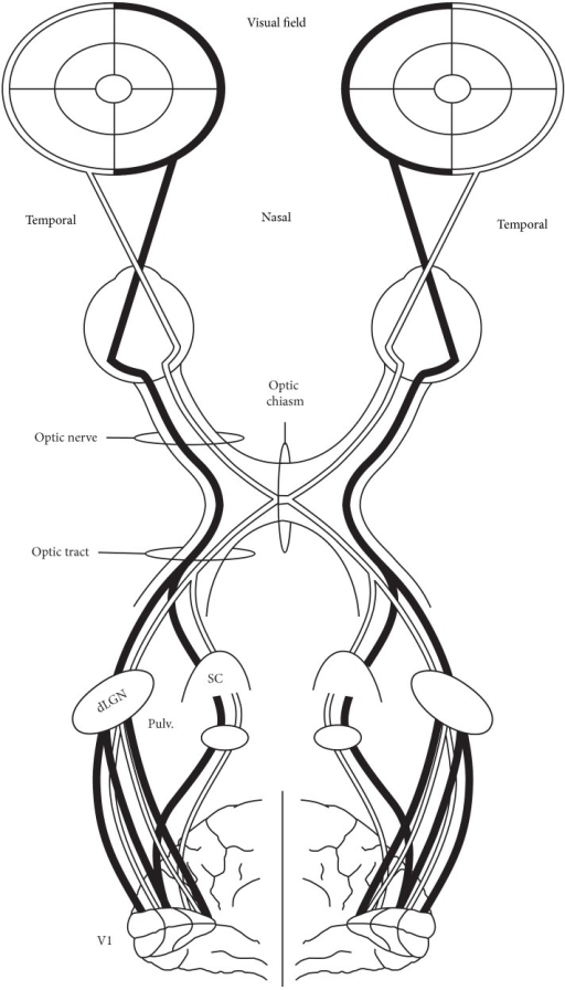 The main projection pathways of the primate visual syst | Open-i