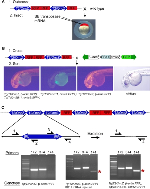 Two Strategies For T2 Oncz Insertional Mutagenesis In Z Open I