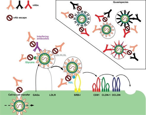 Cartoons on hepatitis