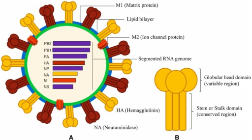 Schematic Diagrams Of Influenza A Virus And Surface Hem | Open-i