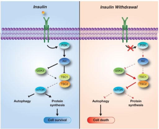 「pi3k pathways insulin」の画像検索結果