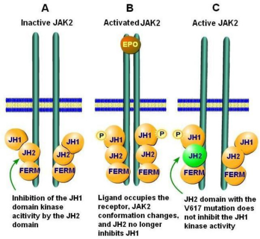 The domains of JAK2 illustrating binding to the recepto | Open-i