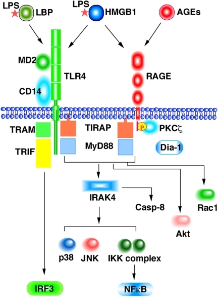 Schematic Diagram Of Signal Transduction From Rage And Open I