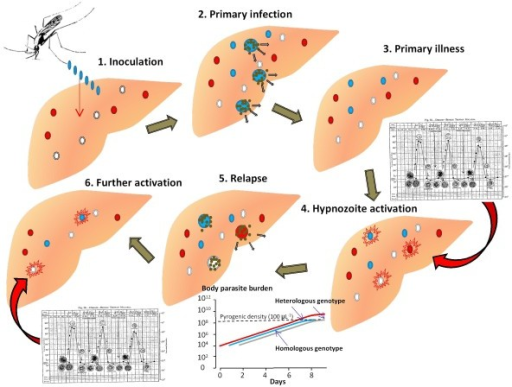 Proposed Mechanism And Sequence Of Plasmodium Vivax Rel | Open-i