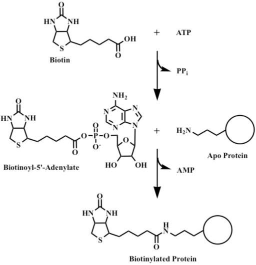 The biotin protein ligase (BPL) reaction.Attachment of ...