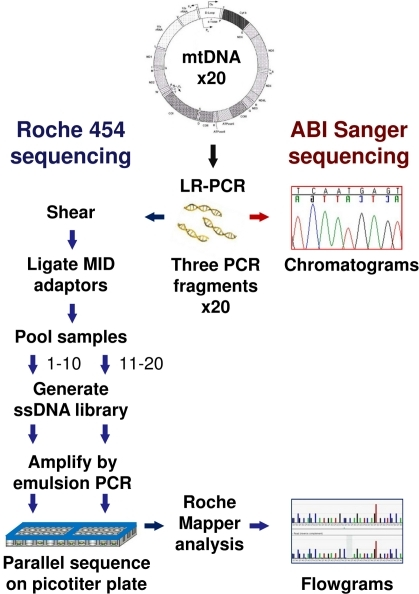 mitochondrial dna sequence analysis