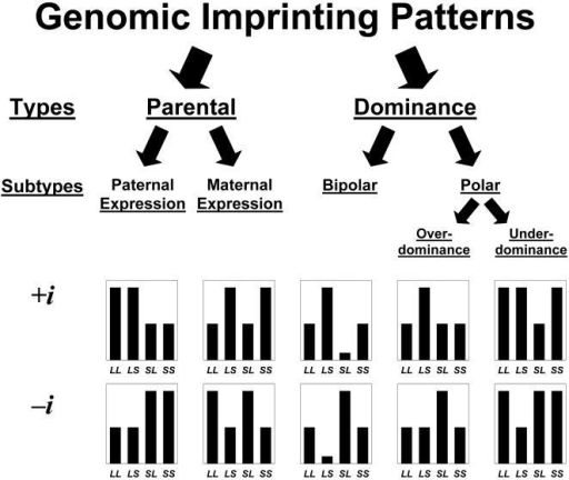 All Possible Phenotypic Patterns Of Genomic Imprinting. | Open-i