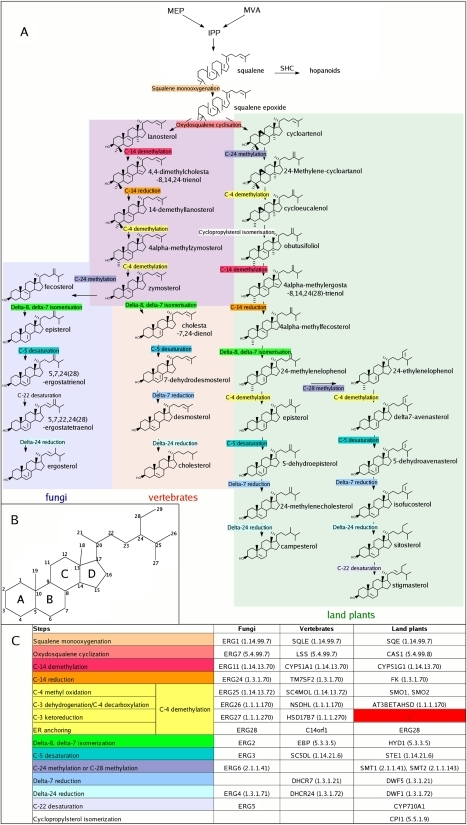 (A) Canonical pathways of sterol synthesis leading to l | Open-i