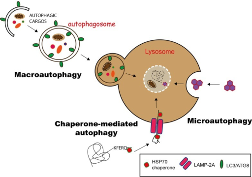 chaperone mediated autophagy assays chaperone mediated autophagy assays