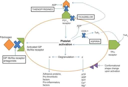 Adenosine Diphosphate Adp Binds To The P2y12 Receptor Open I