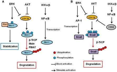 Regulation Of Mcl-1 And Snail By Akt, Erk, And Ikk Sign 