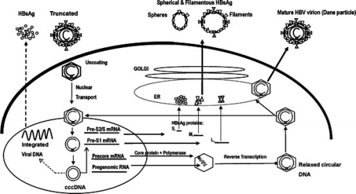 Pathway Of Hepatitis B Surface Antigen (HBsAg) Producti | Open-i