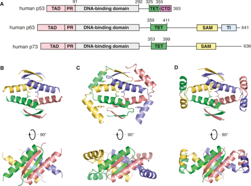 P53 Family Tetramerization Domains(A) Domain Organizati | Open-i