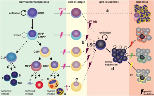 The Leukemic Stem Cell Model. In Normal Hematopoiesis, | Open-i