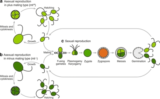 Asexual and sexual reproduction in C. reinhardtii. Und | Open-i