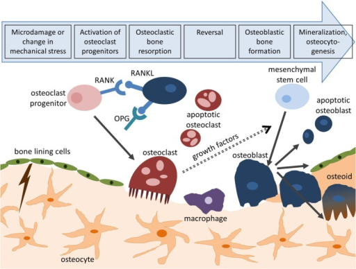 Bone Remodeling Cycle. Bone Remodeling Is Initiated By | Open-i