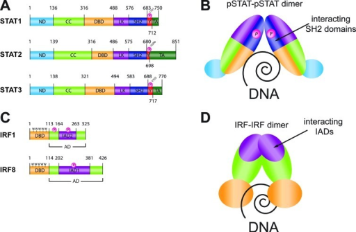 Human STAT And IRF Proteins General Structure And DNA B | Open-i