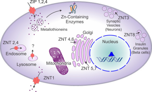 Localization And Transport Of Zinc In A Mammalian Cell. | Open-i