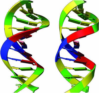 Backbone Ribbon Representations Of B-form DNA (PDB Iden | Open-i