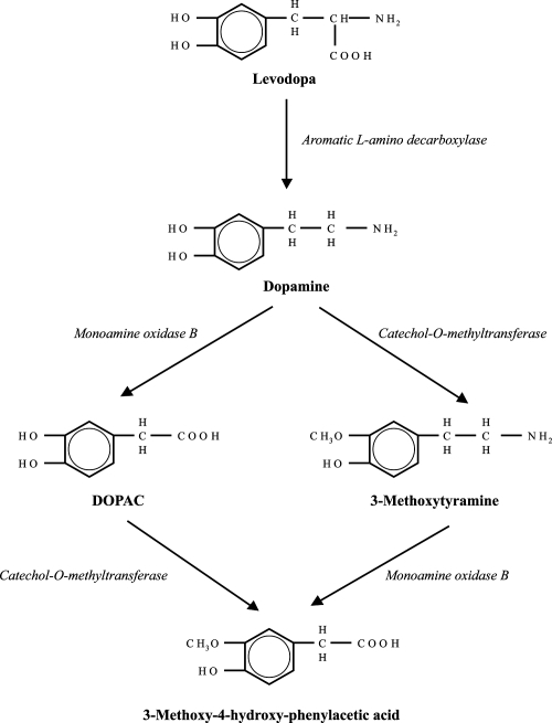 Dopamine Metabolism And Rasagiline:In The Brain, MAO-B | Open-i