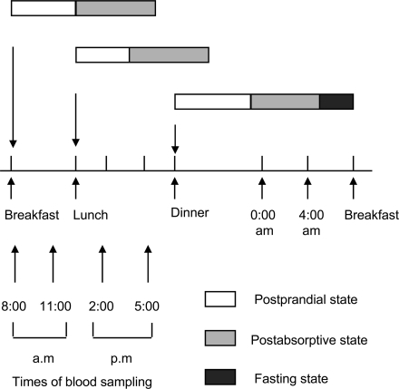 postabsorptive state essay Post-absorptive state is the period during which the gi tract is empty of nutrients and body stores must supply required energy in the absorptive state, carbohydrates and proteins are absorbed primarily as monosaccharides and amino acids, respectively, into the blood while fat is absorbed as triacylglycerols into the lymph. postabsorptive state essay Post-absorptive state is the period during which the gi tract is empty of nutrients and body stores must supply required energy in the absorptive state, carbohydrates and proteins are absorbed primarily as monosaccharides and amino acids, respectively, into the blood while fat is absorbed as triacylglycerols into the lymph.