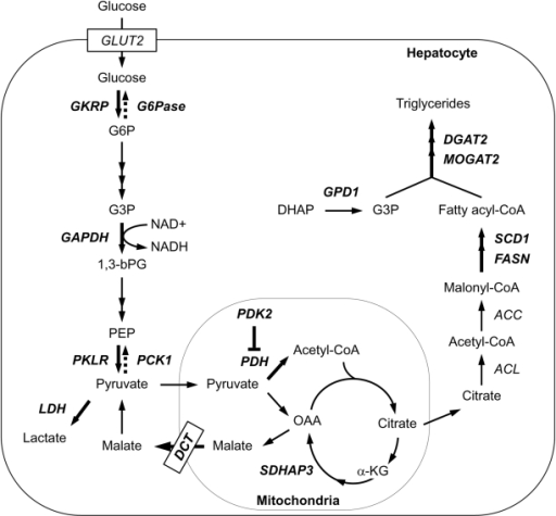 Genes identified as ChREBP targets in De novo lipogenes | Open-i