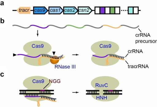 Type II CRISPR-Cas systems(a) Genetic organization of t | Open-i