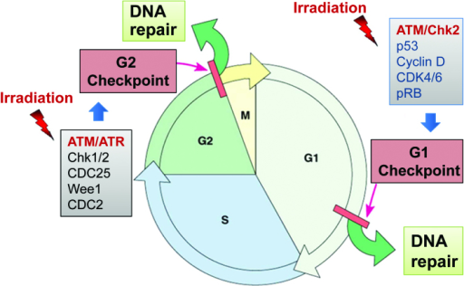Irradiation induces G1 and G2 cell cycle checkpoint act Biology Diagrams