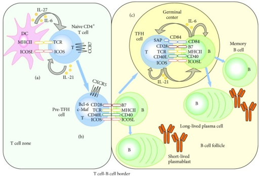 Multiple Signals And Steps For The Generation Of TFH Ce | Open-i