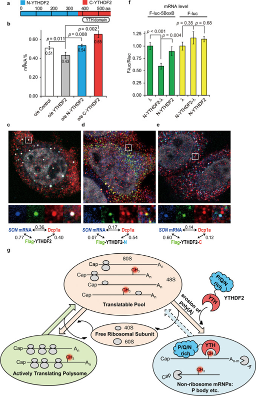 YTHDF2 Affects SON MRNA Localization In Processing Body | Open-i