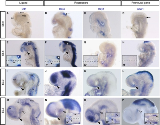 Notch components Dll1, Hes5, Hey1 and the proneural gen | Open-i