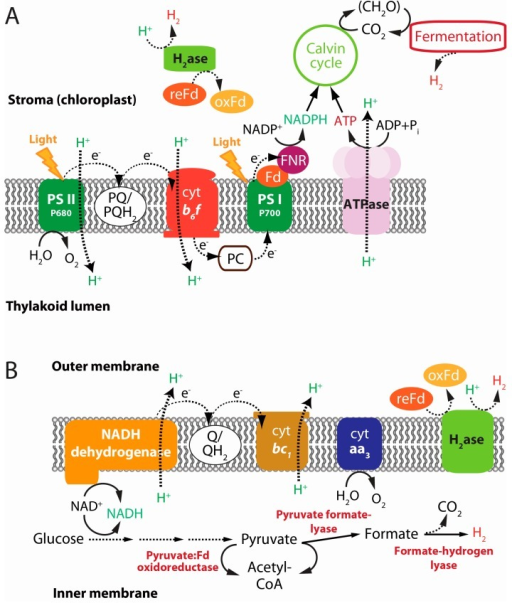 Schematic illustration of H2 evolution through (A) dire | Open-i