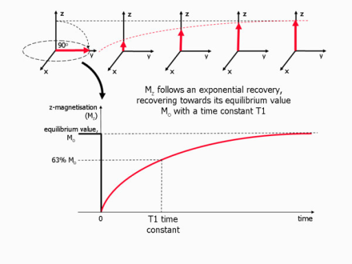 T1 Relaxation Process Diagram Showing The Process Of T Open I 9383