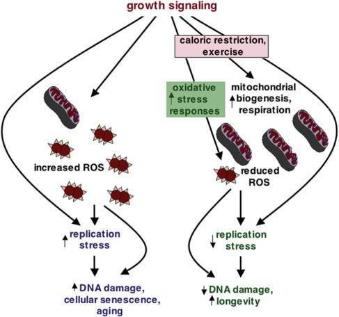 Replication Stress Model Of Aging. Growth Signaling Inh | Open-i