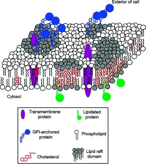 Lipid Anchored Protein Function