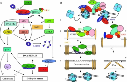 A Model For The BRCA2/RAD51 Pathway In Response To DSBs | Open-i